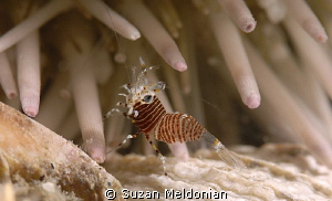 Bumble bee shrimp by Suzan Meldonian 